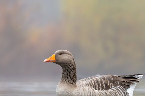 Pilkoji žąsis (Anser anser)