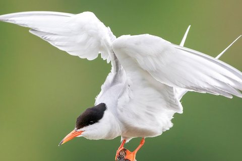 Upinė žuvėdra (Sterna hirundo)