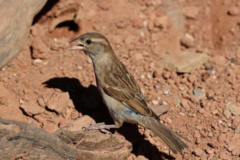 Naminis žvirblis (Passer domesticus)