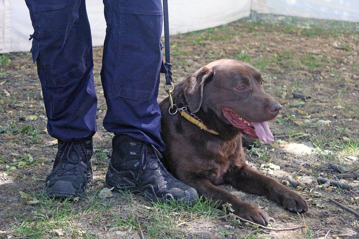 Šokoladinis labradoras guli prie policininko kojų