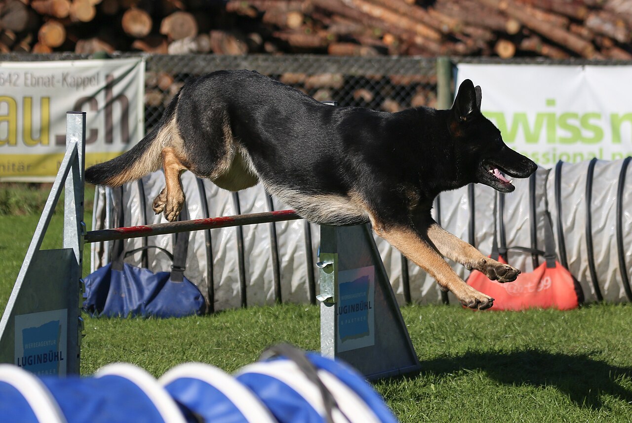 Vokiečių aviganis šoka per kliūtį agility varžybose