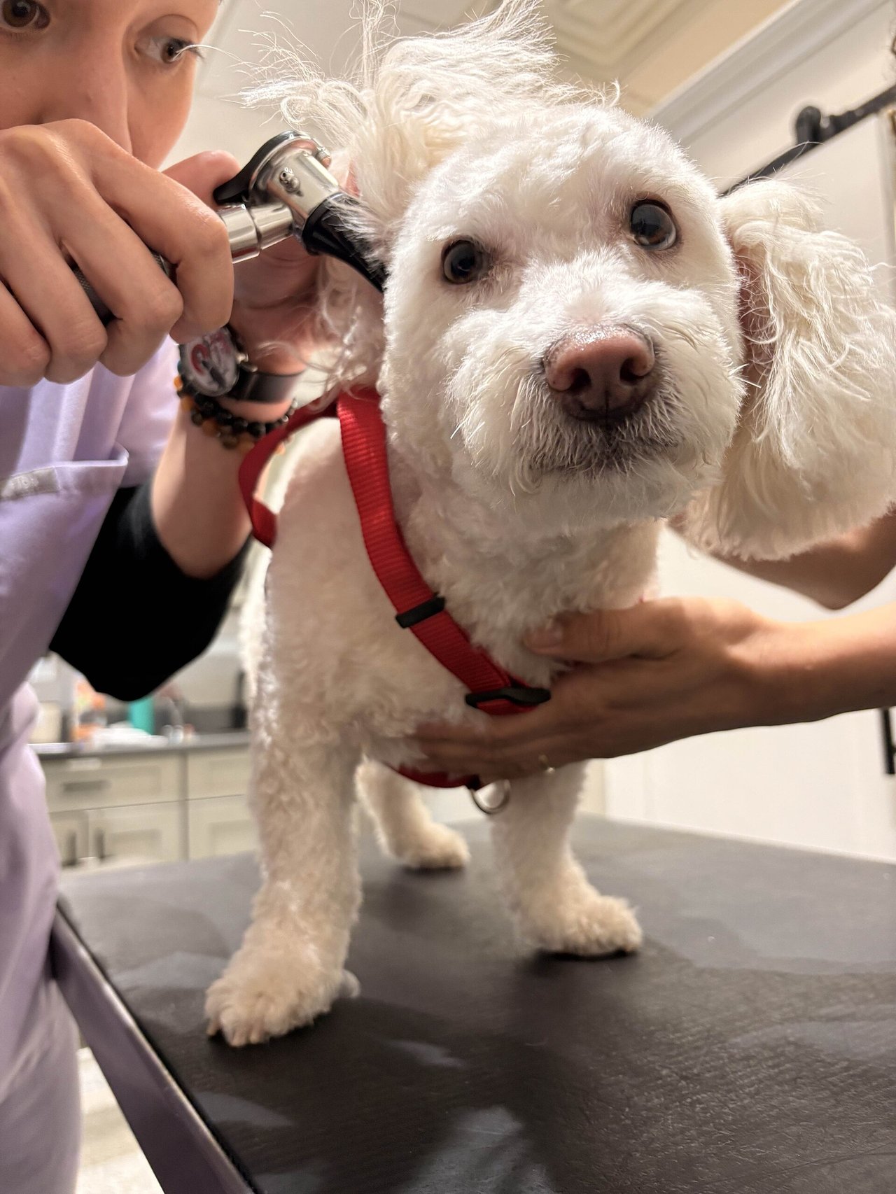 Veterinarijos gydytoja apžiūri baltos kalytės ausį otoskopu