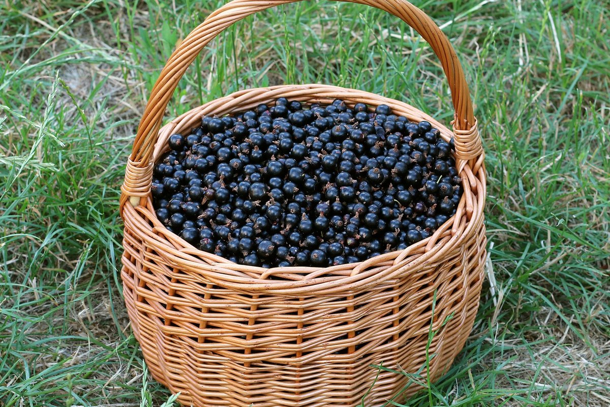 Pintinė su ką tik nuskintais juodaisiais serbentais