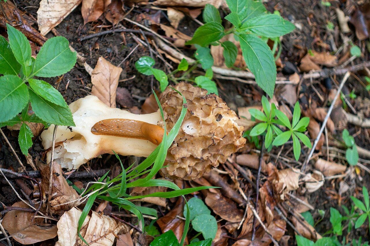 Nulūžęs valgomasis briedžiukas su koryta kepurėle ir šviesiu kotu, ant kurio ropoja šliužas