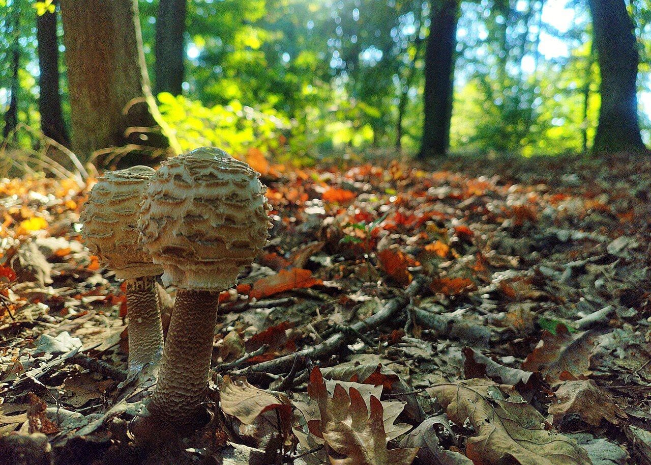 Dvi skėtinės žvynabudės su rusvai žvynuotomis kepurėlėmis ir margais kotais tarp rudens lapų