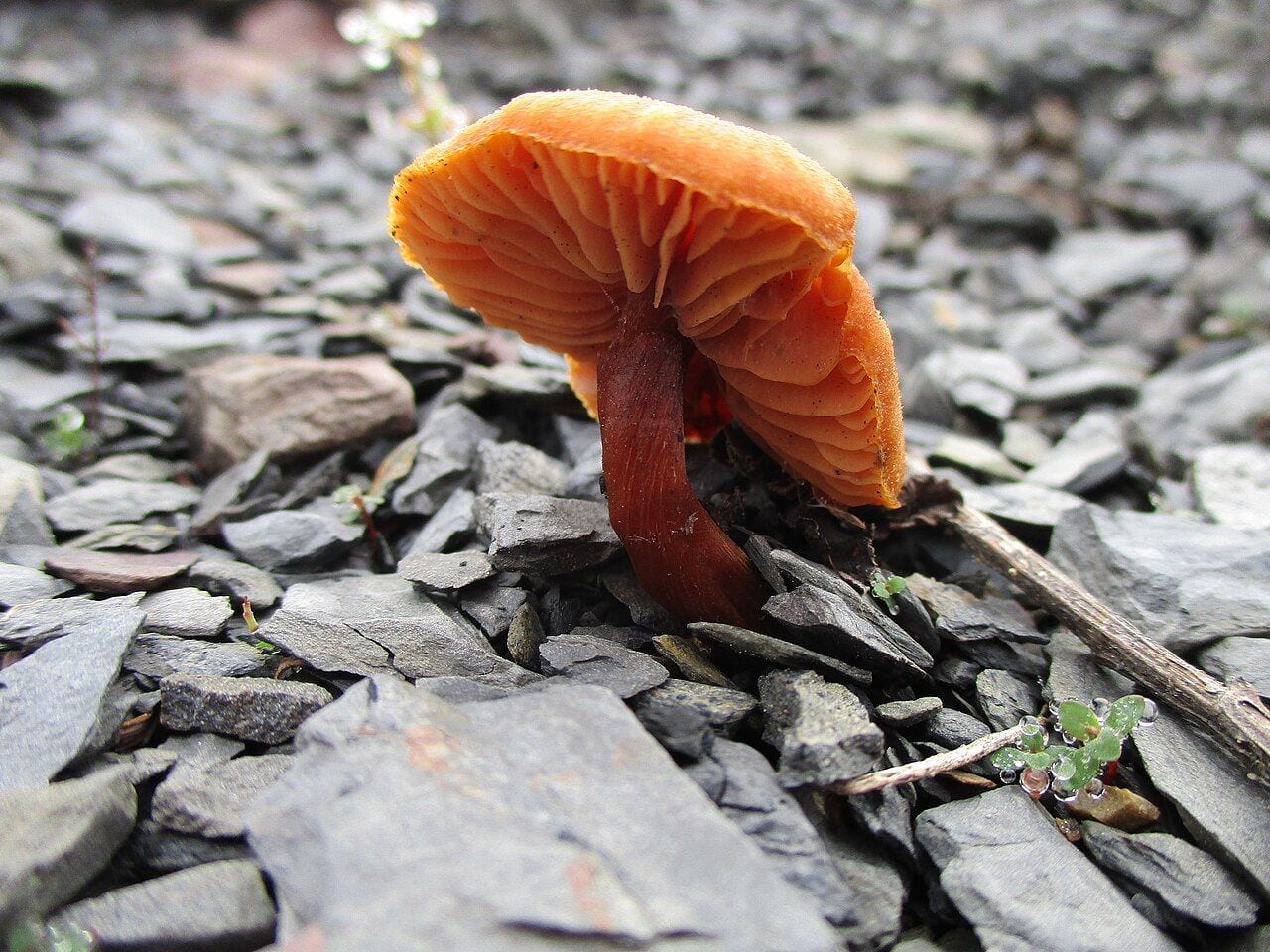 Eglinė kūgiabudė (Galerina marginata) – smulkūs rudi grybai ant medienos