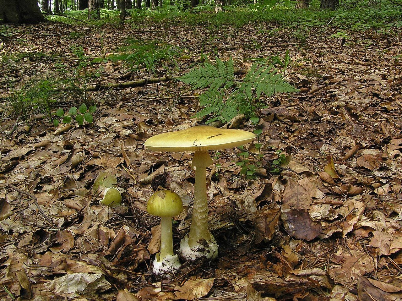 Žalsvoji musmirė (Amanita phalloides) miške – žalsva kepurėlė, baltas kotas su žiedu ir gumbu