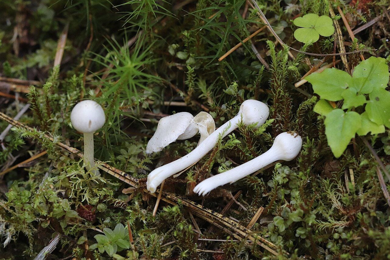 Plaušabudė (Inocybe geophylla) – smulkūs šviesūs grybai miško paklotėje
