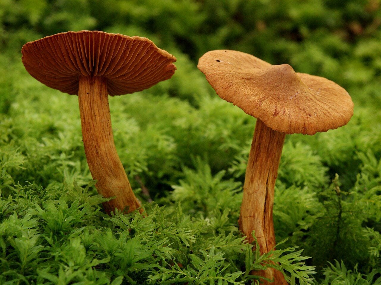 Smailusis nuosėdis (Cortinarius rubellus) – rudai oranžinė smailėjanti kepurėlė samanose