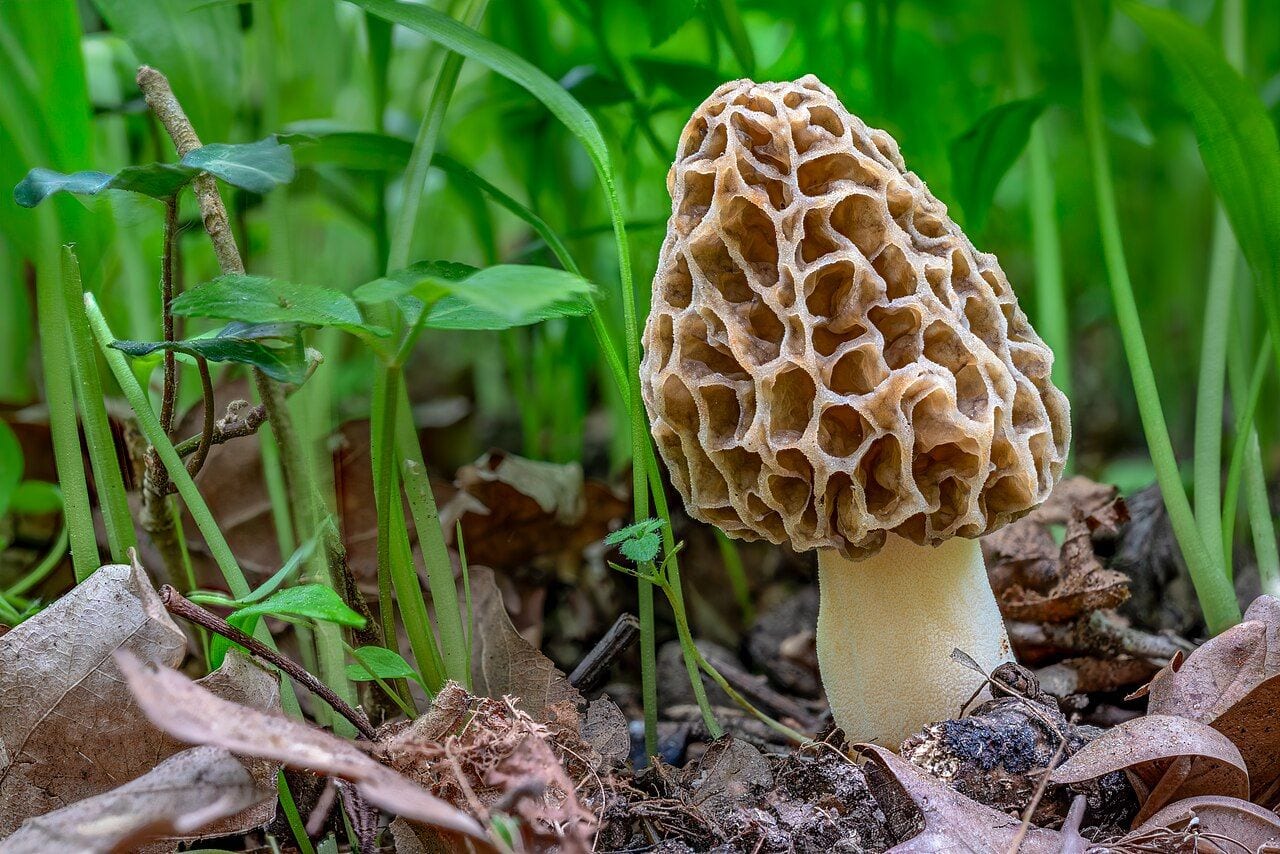 Valgomasis briedžiukas su gelsva, giliai koryta kepurėle tarp pernykščių lapų