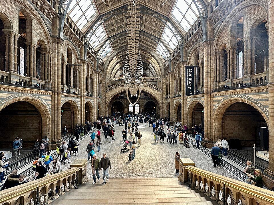 Hintze salė Londono gamtos istorijos muziejuje su po lubomis pakabintu banginio skeletu