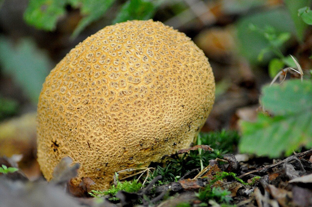 Gelsvoji ankštenė – gelsvai rudas rutuliškas grybas su storu žvynuotu luobu
