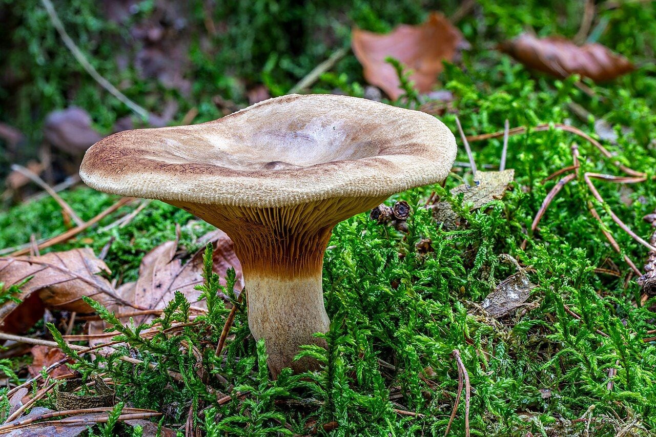 Pilkoji meškutė (Paxillus involutus) mišriame miške – ruda kepurėlė su įriesta pakraščio briauna