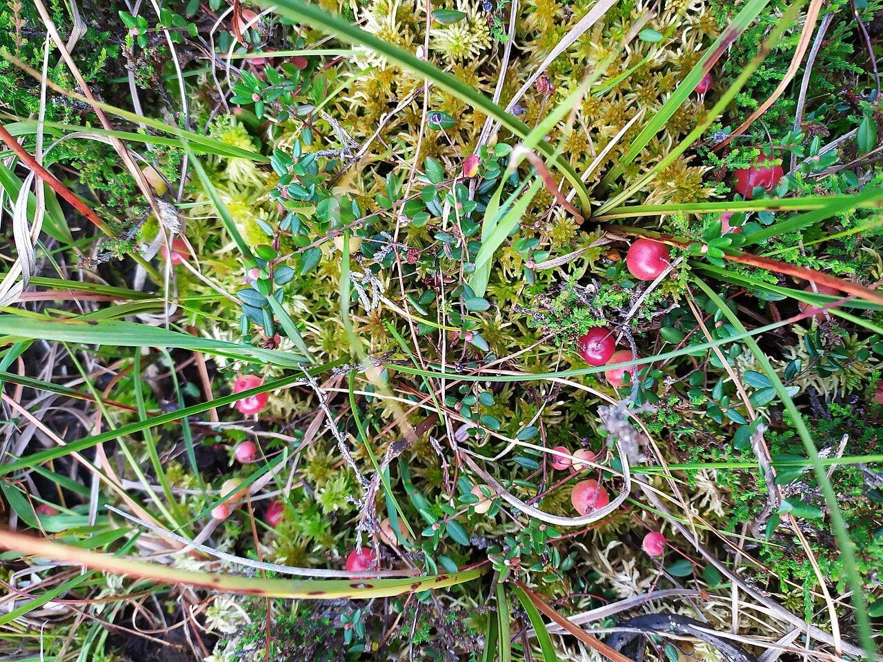Paprastosios spanguolės raudonos ir rausvos uogos tarp kiminų ir smulkių lapelių pelkėje