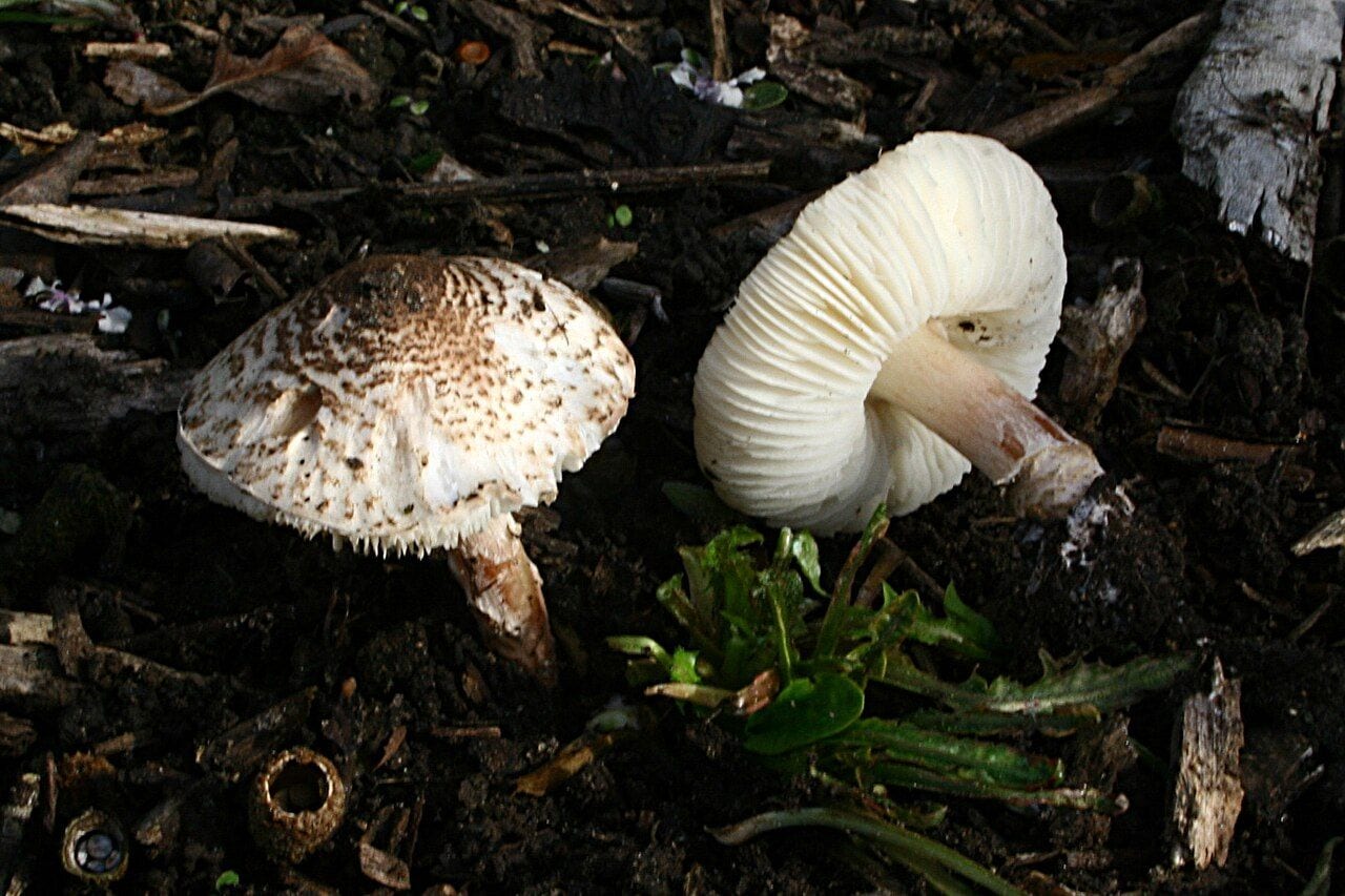 Smulkiosios žvynabudėlės Lepiota brunneoincarnata su rusvais žvyneliais ant kepurėlės ir baltais lakšteliais
