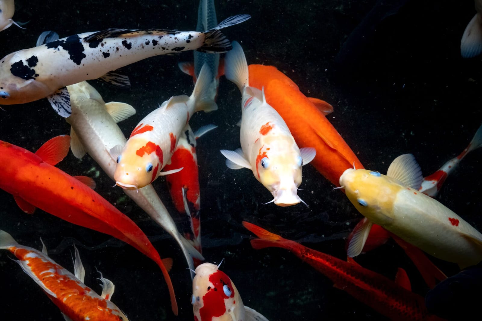 „Plenty of Fish“ platforma
