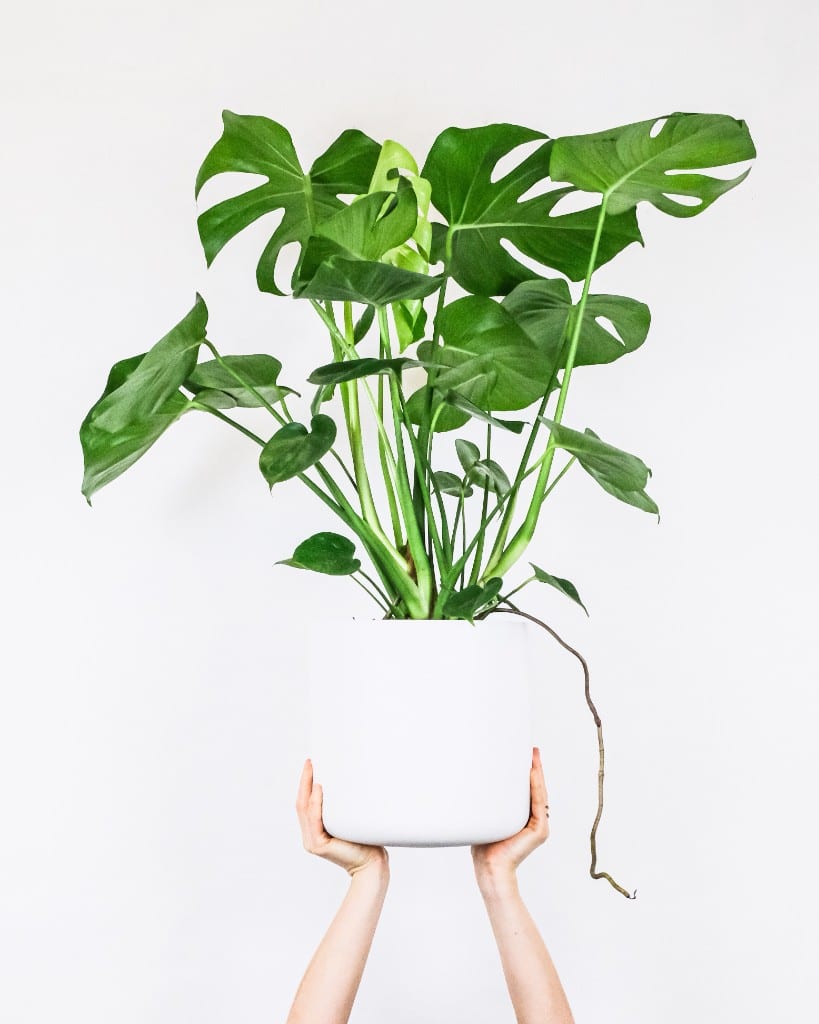 Monstera