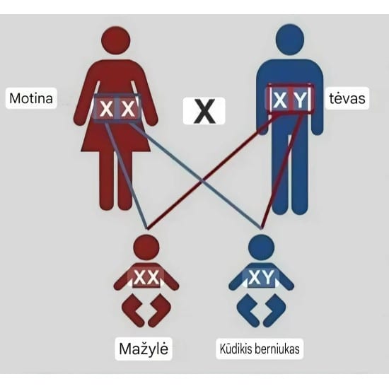 Chromosomų schema