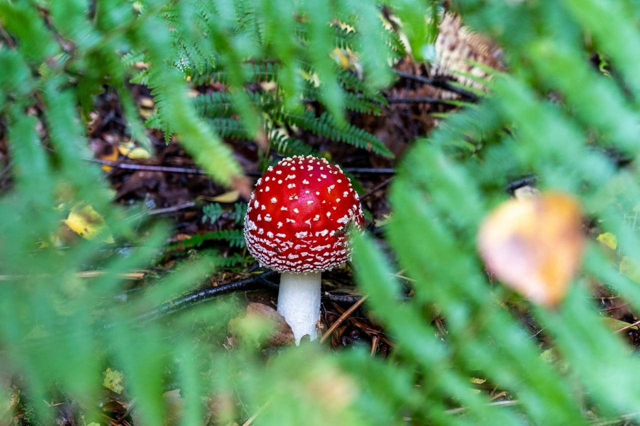 Musmirių nauda