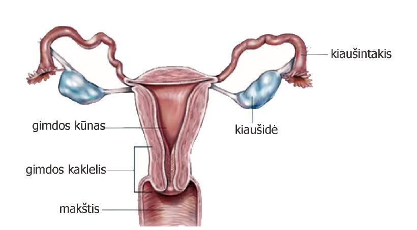 gimdos kaklelis