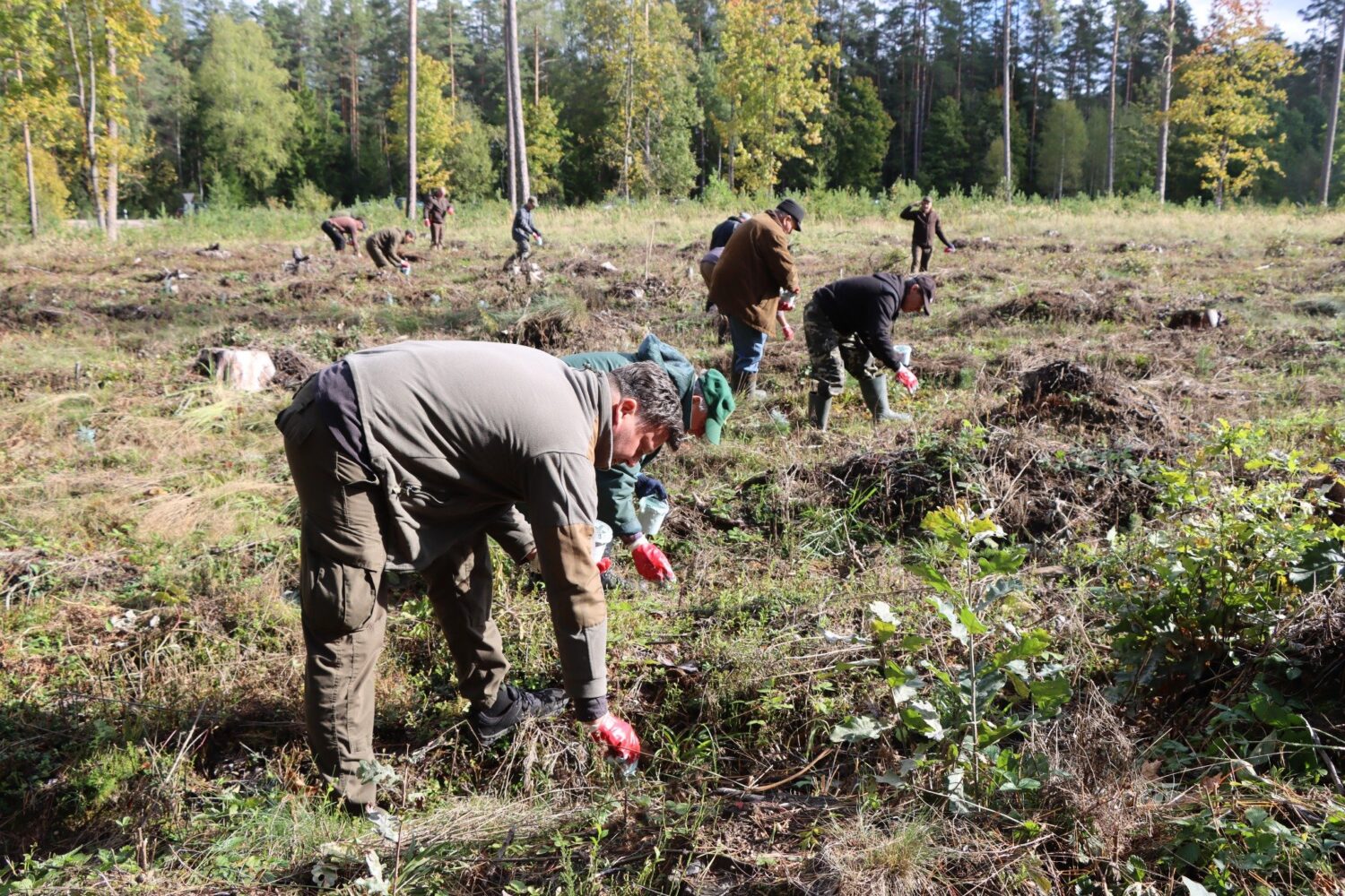VĮ Valstybinių mi&scaron;kų urėdijos nuotrauka. Kaip saugosime medelius?