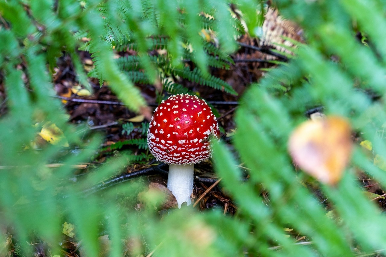 Musmirė