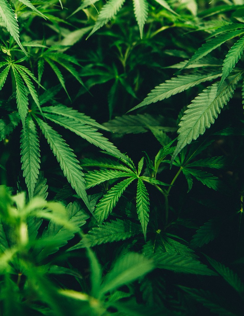 Marijuana