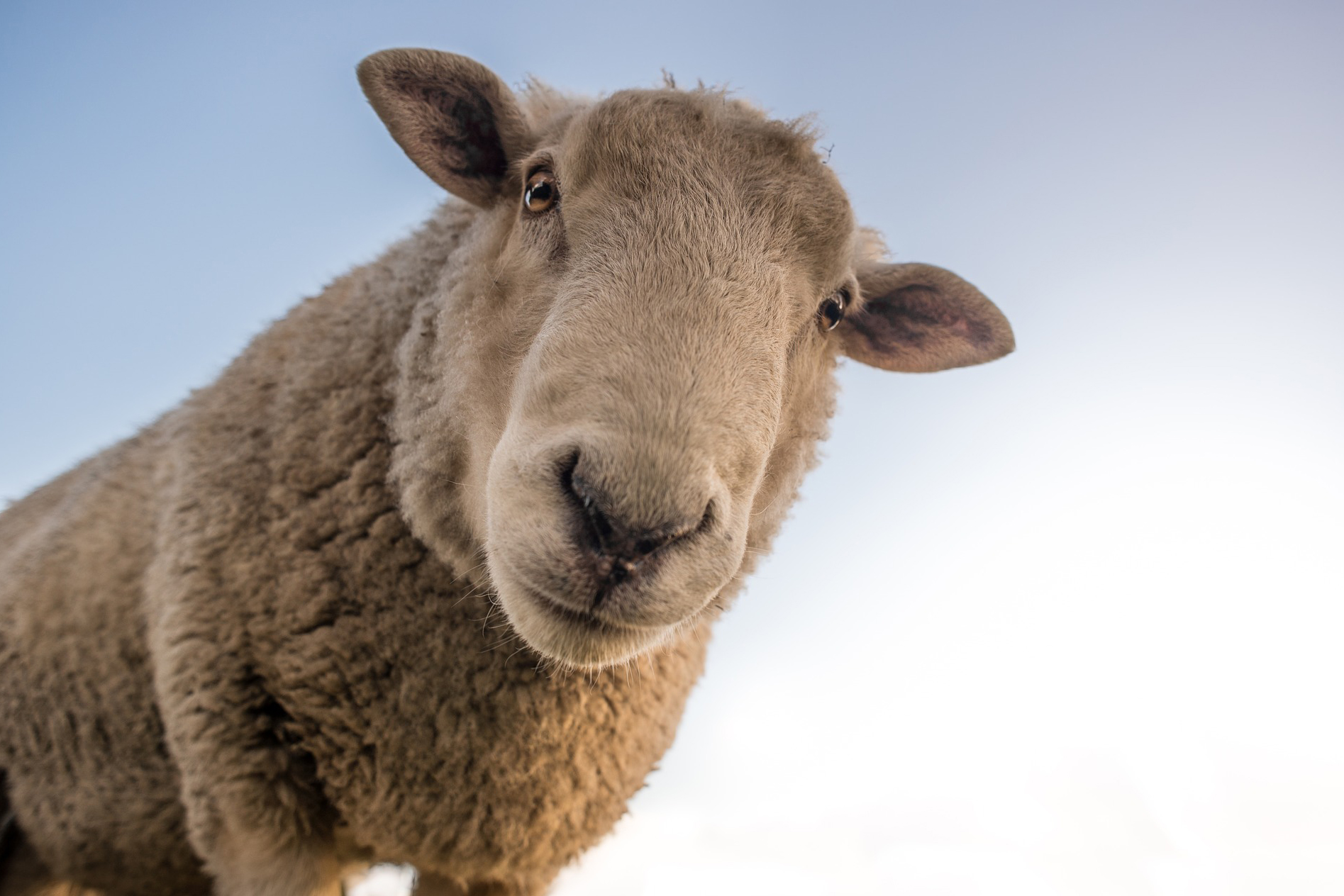 Avis