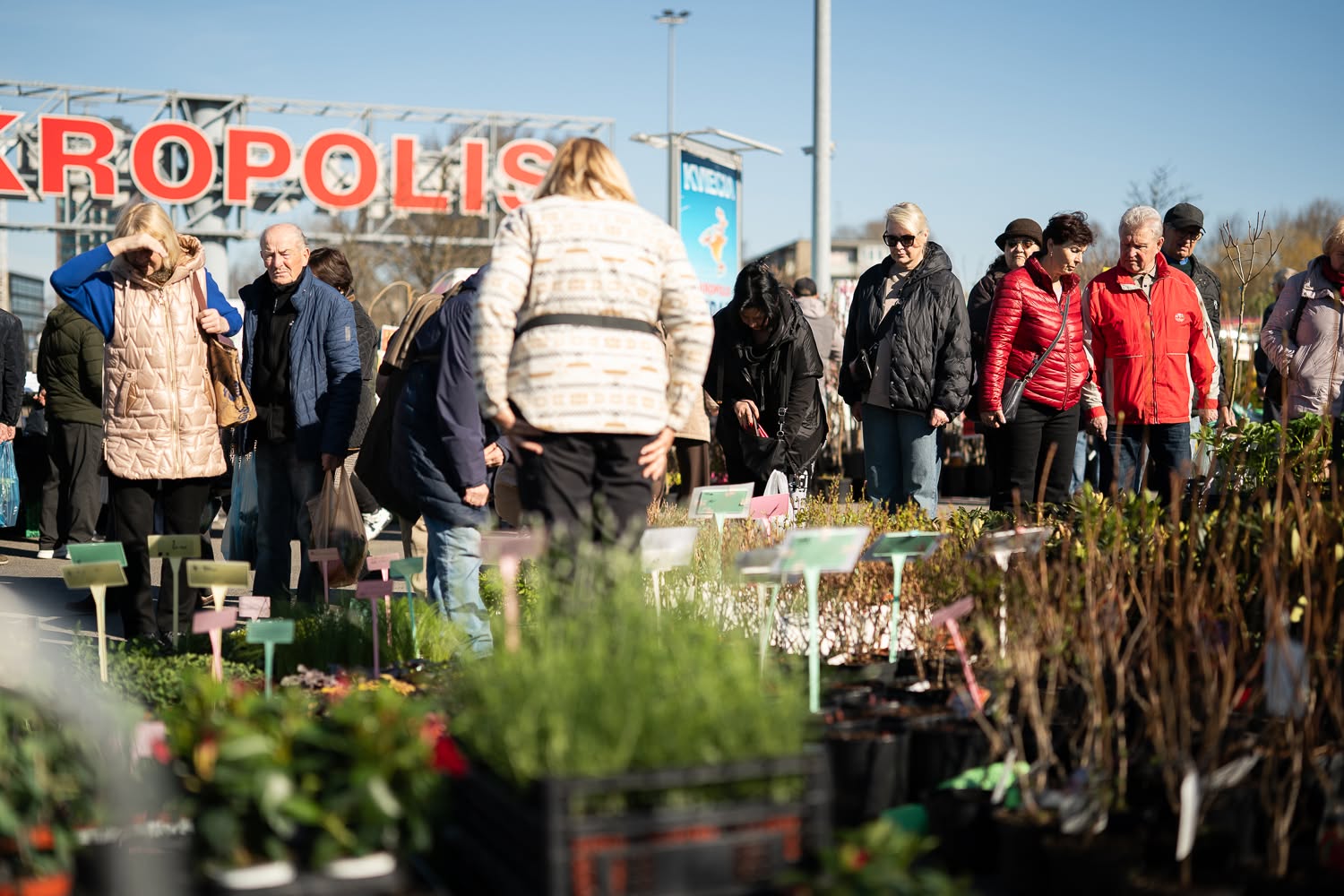 Prasideda rudens sodinukų mugių sezonas – renginiai vyks Šiauliuose, Klaipėdoje ir Vilniuje