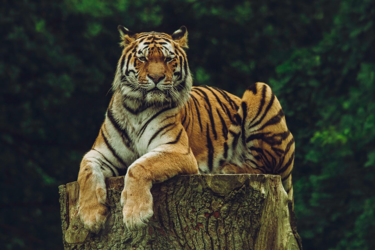 Tigro metai